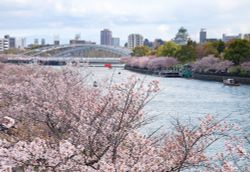 ชี้จุด ชม "ซากุระบาน" บนเส้นทางสาย Osaka-Kyoto-Hokuriku