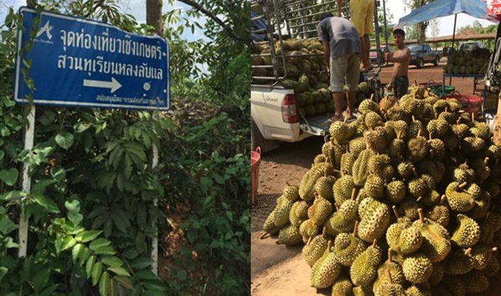 ท่องเที่ยวสไตล์พิศาลพาลุยสวนทุเรียนเมืองลับแล อร่อยที่สุดในโลก