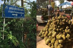 ท่องเที่ยวสไตล์พิศาลพาลุยสวนทุเรียนเมืองลับแล อร่อยที่สุดในโลก