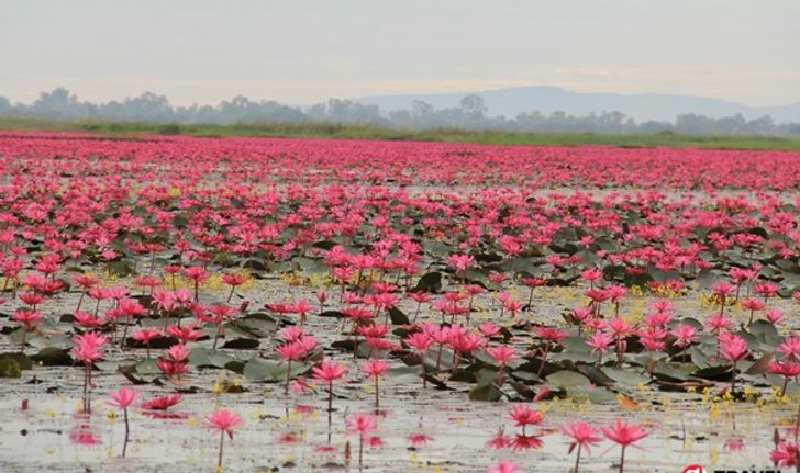 "ทะเลบัวแดง" หนองหาน..ทะเลสาบดอกบัว..ชื่อดังระดับโลก