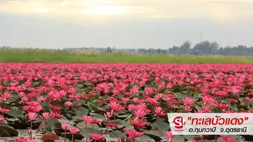 "ทะเลบัวแดง"  ของดีมีให้ดูถึงแค่กุมภาพันธ์