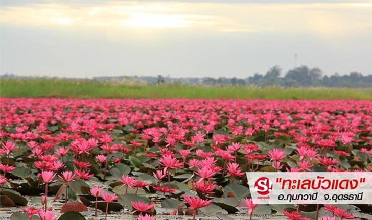 "ทะเลบัวแดง"  ของดีมีให้ดูถึงแค่กุมภาพันธ์