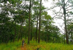 Unseen สุพรรณบุรี "เที่ยวป่าสน..ตามรอยพระพุทธบาท..เดินเล่นตลาดเก่า"