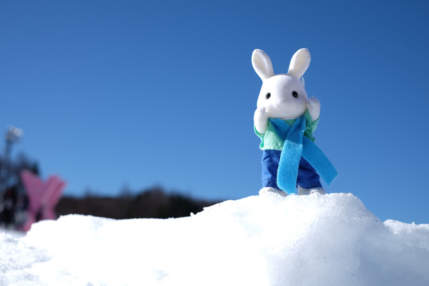 กระต่ายน้อยซิลวาเนี่ยนมาเล่นหิมะ