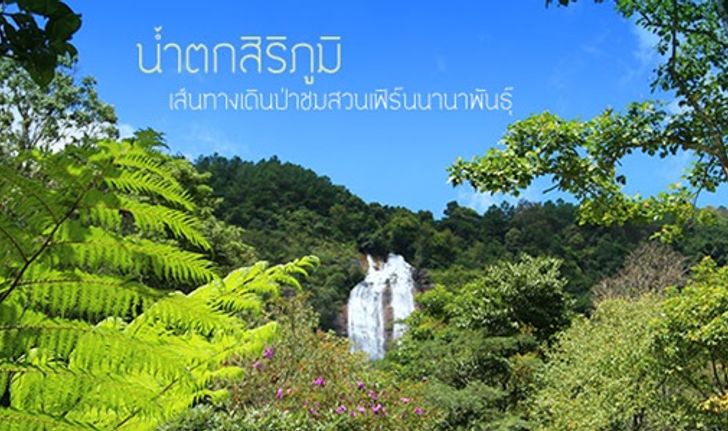 น้ำตกสิริภูมิ เส้นทางเดินป่าชมสวนเฟิร์นนานาพันธุ์