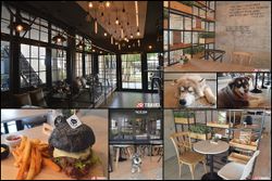 'Dog In Town' คาเฟ่สุดน่ารัก สำหรับคนรักน้องหมาตัวจริง