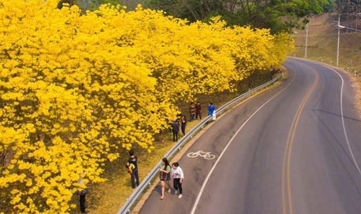 สุดตระการตา ‘เหลืองอินเดีย’ สะพรั่ง ‘แม่ฟ้าหลวง’ คนแห่ชมคึกคัก