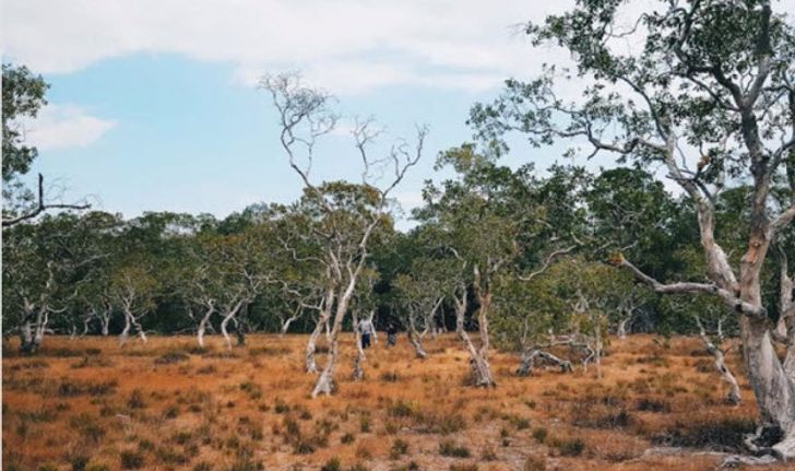 KOHPRATHONG Lost in Thailand Savanna