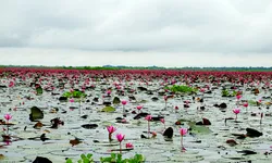 ทะเลบัวแดง อุดรธานี ออกดอกบานสะพรั่งในบึงหนองหาน บานหลงฤดูในช่วงหน้าฝน