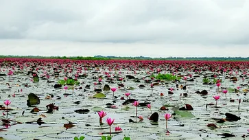 ทะเลบัวแดง อุดรธานี ออกดอกบานสะพรั่งในบึงหนองหาน บานหลงฤดูในช่วงหน้าฝน