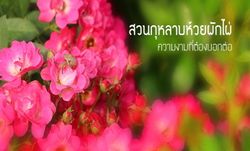 สวนกุหลาบห้วยผักไผ่ เส้นทางแห่งความงดงามของโครงการหลวง