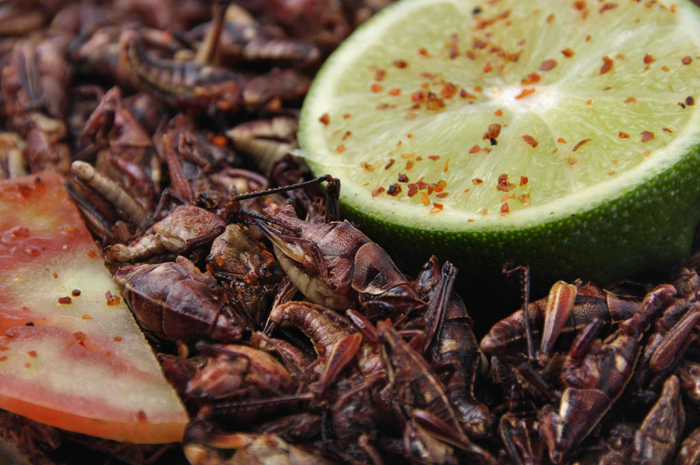 chapulines