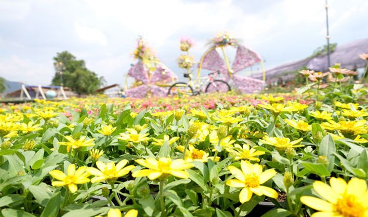 "The Bloom By Tvpool" สวนดอกไม้สุดงามตา เบ่งบานที่...เขาใหญ่