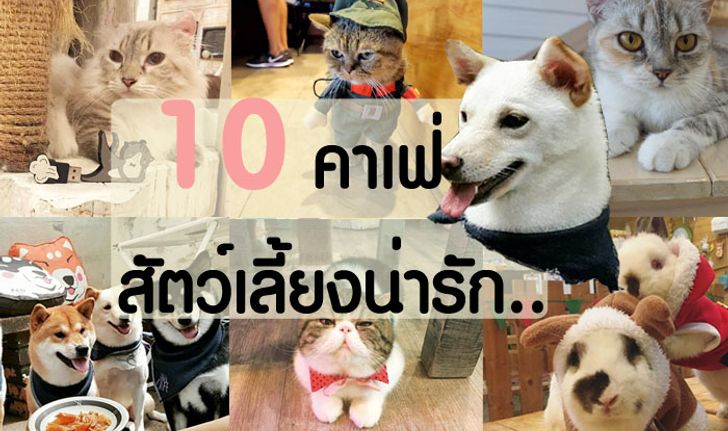 10 คาเฟ่สัตว์เลี้ยงน่ารัก เอาใจคนรักสัตว์