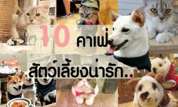 10 คาเฟ่สัตว์เลี้ยงน่ารัก เอาใจคนรักสัตว์