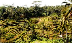 พาชม! นาขั้นบันไดที่ บาหลี "Tegalalang rice terrace view"