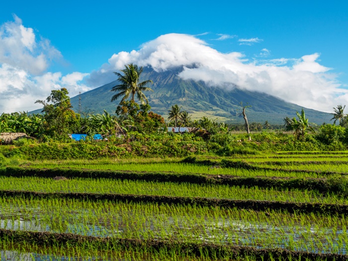 mayon