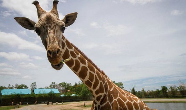 Safari Park กาญจนบุรี สวนสัตว์เปิดแห่งใหม่สัมผัสเจ้าสัตว์น่ารักได้แบบใกล้ชิด!!
