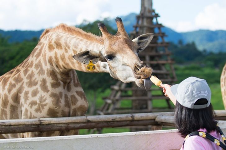 ไร่สิงห์ปาร์ค จังหวัดเชียงราย