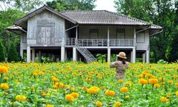 พาเที่ยวสวนดอกดาวเรืองกองวัคซีน ดอกไม้ของพ่อที่บานสะพรั่ง ณ ปากช่อง