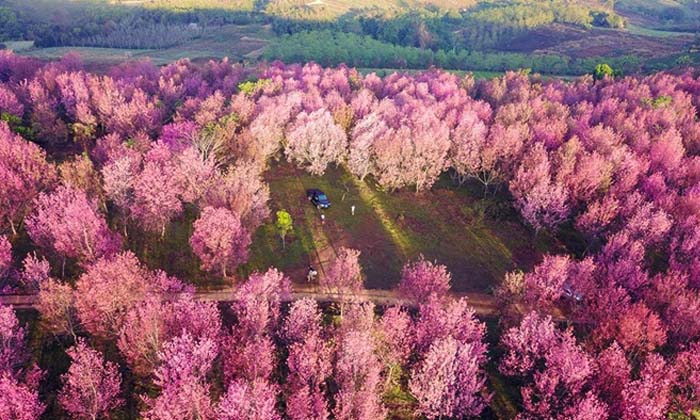 5 จุดชม "ดอกนางพญาเสือโคร่ง" ป่าสีชมพูสุดฟินทั่วเมืองไทย