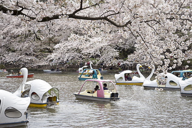http://tokyo.for91days.com/sakura-sakura-the-cherry-blossoms-of-tokyo/#inoka