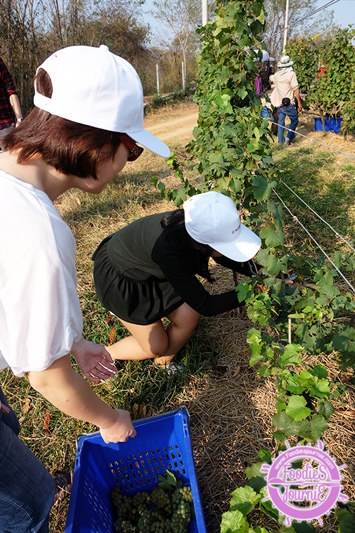 9 grape picking