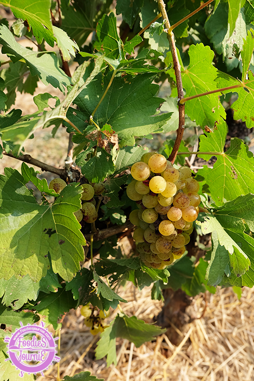 8 grape picking