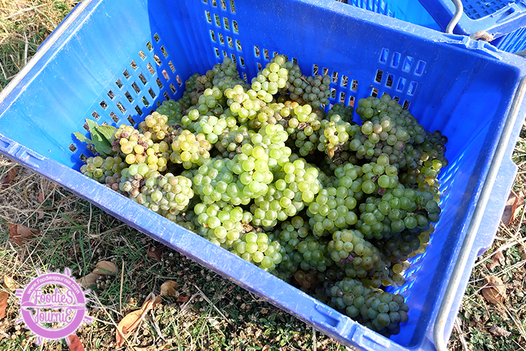 11 grape picking