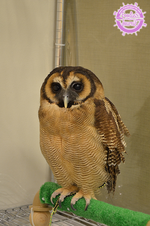 owl 17