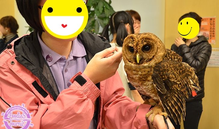 พาเที่ยวคาเฟ่นกฮูกสุดน่ารัก Owl Family Hakata ที่ Fukuoka