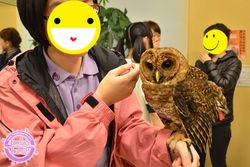 พาเที่ยวคาเฟ่นกฮูกสุดน่ารัก Owl Family Hakata ที่ Fukuoka