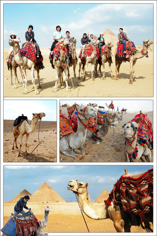 Camel ride  at the great pyramids of Giza