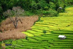 เที่ยวชมความสวยงาม.."นาขั้นบันได" ที่ "แม่แจ่ม" by มาเรีย ณ ไกลบ้าน