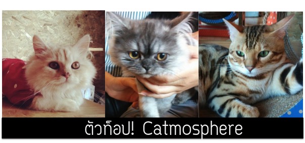รีวิวเด็กดริ๊งตัวท็อปคาเฟ่แมว Catmosphere เชียงใหม่เจ้า I ปุ๋ย @palouis