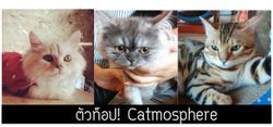 รีวิวเด็กดริ๊งตัวท็อปคาเฟ่แมว Catmosphere เชียงใหม่เจ้า I ปุ๋ย @palouis