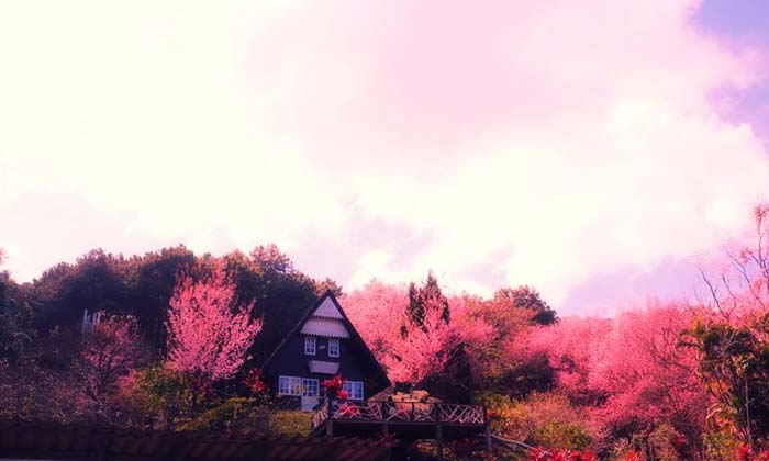 บ้านยิ้มได้สูงเสียดฟ้า กลางป่าสีชมพู @ขุนสถาน