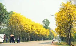 มหัศจรรย์ถนนสีเหลือง ดอกเหลืองอินเดียบาน บนถนนสาย “เชียงคำ-สองแคว”