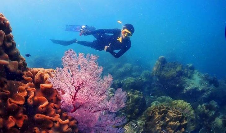 โลกใต้ทะเลอ่าวแสมสาร แนวปะการังสุดอลังการที่อยู่ใกล้กรุงเทพแค่เอื้อม