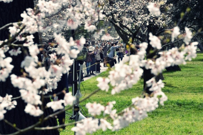 tokyo-sakura1