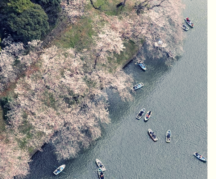 tokyo-sakura3