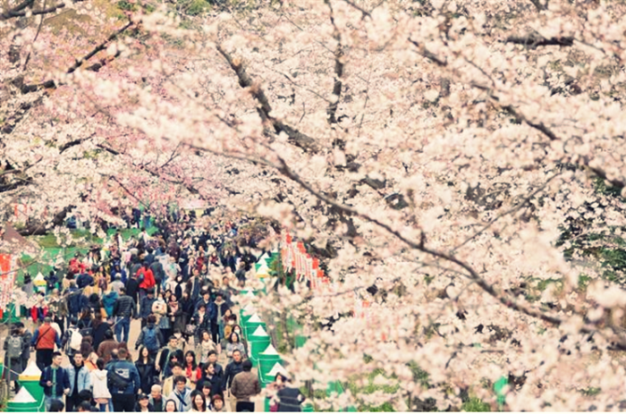 tokyo-sakura5