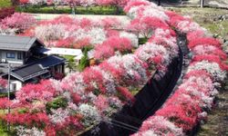 ไปชมความงามของดอกท้อที่สวยไม่แพ้ดอกซากุระ ที่หมู่บ้านอาจิ จ.นากาโนะ