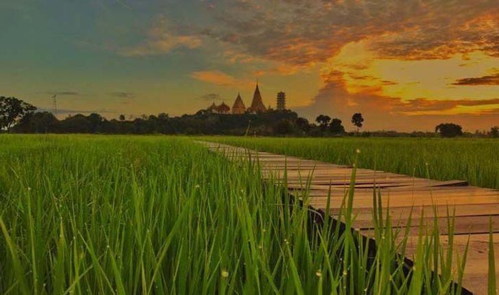 มีนาคาเฟ่ วิวทุ่งนาเขียวขจีหลังวัดถ้ำเสืออลังการมาก!