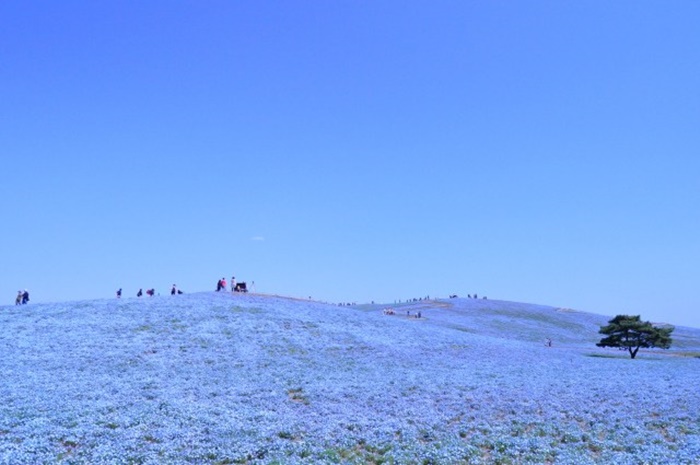 nemophila