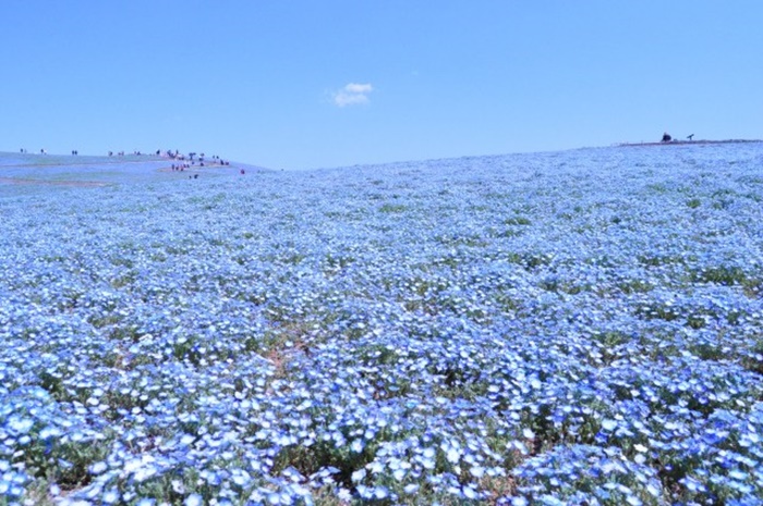 nemophila1