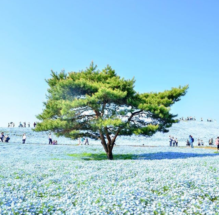 nemophila3