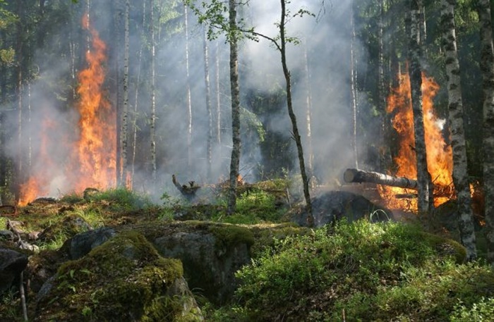 forest-fire-432870_960_720-64
