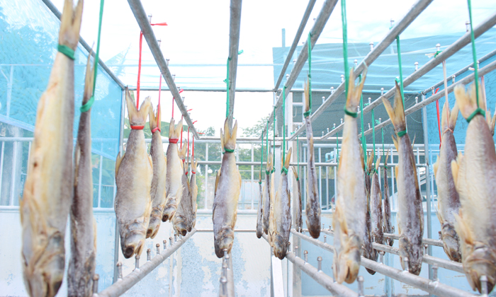 ปลากุเลาเค็มตากใบกิโลละ 1,600 บาท ของฝากสุดพรีเมี่ยมจากนราธิวาส