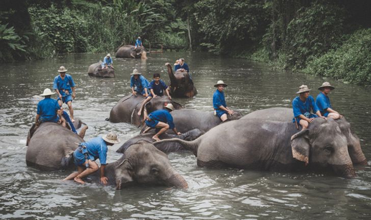 วิถีแห่งควาญช้าง ณ ศูนย์อนุรักษ์ช้างไทย เรียนรู้วิถีชีวิตที่ผูกพันของคนกับช้าง